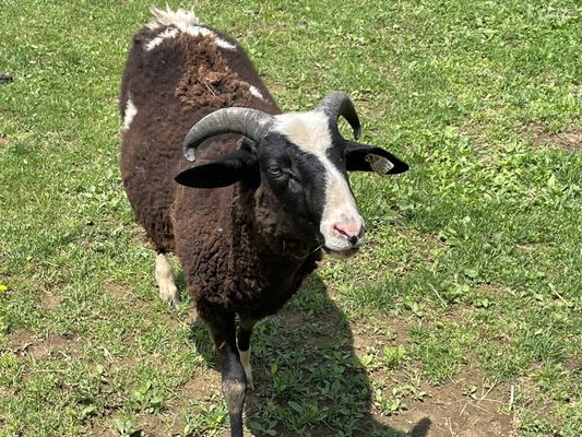 Valley Shepherd Creamery by null