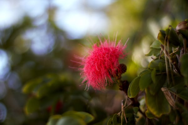 C & S Nursery by null