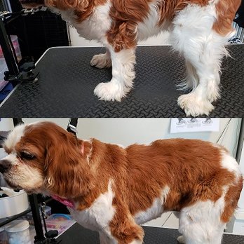 Karma Dog Grooming - before & after - Pet Groomers Near Me Karma Dog Grooming - before & after - Pet Groomers Near Me