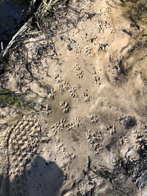 Madison Blue Spring State Park by null