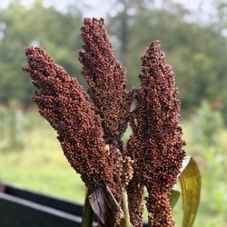 Slate Run Living Historical Farm - Sorghum