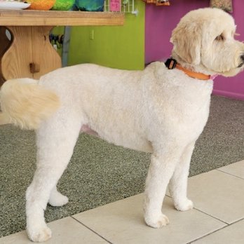 Wet Noses Sarasota - Perfectly groomed doodle - Pet Groomers Near Me - Sarasota, Florida Wet Noses Sarasota - Perfectly groomed doodle - Pet Groomers Near Me - Sarasota, Florida