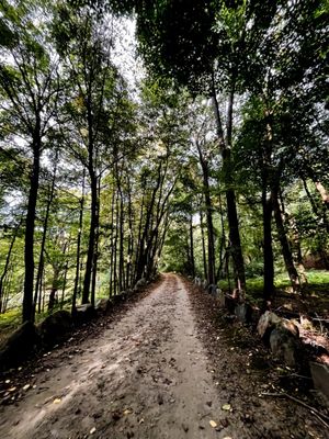 Rockefeller State Park Preserve by null