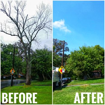 Higher Caliber Tree Service - Removal of a dead Maple - Tree Services Near Me Higher Caliber Tree Service - Removal of a dead Maple - Tree Services Near Me