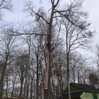 A Cut Above the Best - Tree Services Near Me A Cut Above the Best - Tree Services Near Me