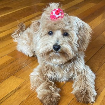 Just Pawfection - Pet Groomers Near Me - Lynbrook, New York Just Pawfection - Pet Groomers Near Me - Lynbrook, New York