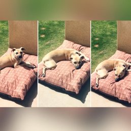 Tractor Supply dog bed + sunshine = HEAVEN