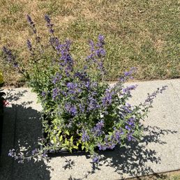 Beautiful plants