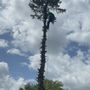 Pennington’s Tree Service