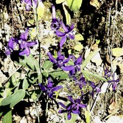 Independence Flat Loop Trail - Purple wild flowers