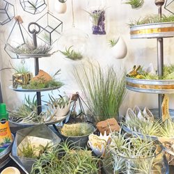 Blue Door Garden Store - Air plants!