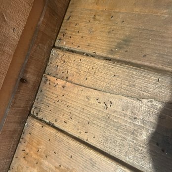 Double Eagle Resort - Mouse poop we had to sweep to get into our room. - Resorts Near Me - June Lake, California