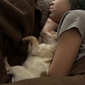 Poshable Puppies Chicago - Let - Pet Breeders Near Me - Addison, Illinois Poshable Puppies Chicago - Let - Pet Breeders Near Me - Addison, Illinois