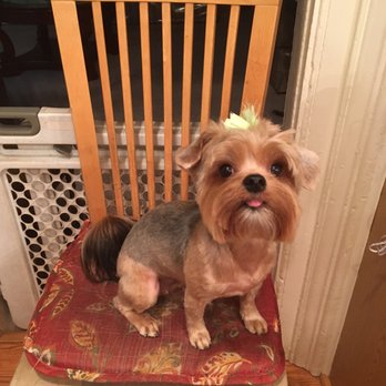 Clips N' Snips - After she shaved fifi came out so well! - Pet Groomers Near Me - Clifton, New Jersey Clips N' Snips - After she shaved fifi came out so well! - Pet Groomers Near Me - Clifton, New Jersey