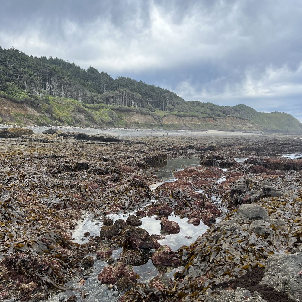 Tide Table Florence Oregon Matttroy