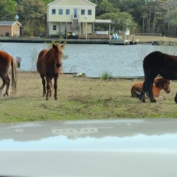 Bob's Wild Horse Tours - Tours Near Me - Corolla, North Carolina Bob's Wild Horse Tours - Tours Near Me - Corolla, North Carolina