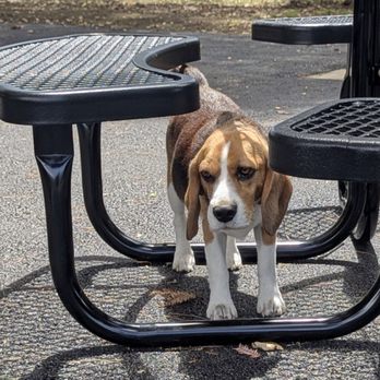 McKenzie Dog Park - Dog Parks Near Me - Los Altos, California