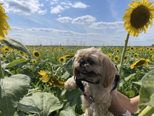 Columbia Bottom Conservation Area by null
