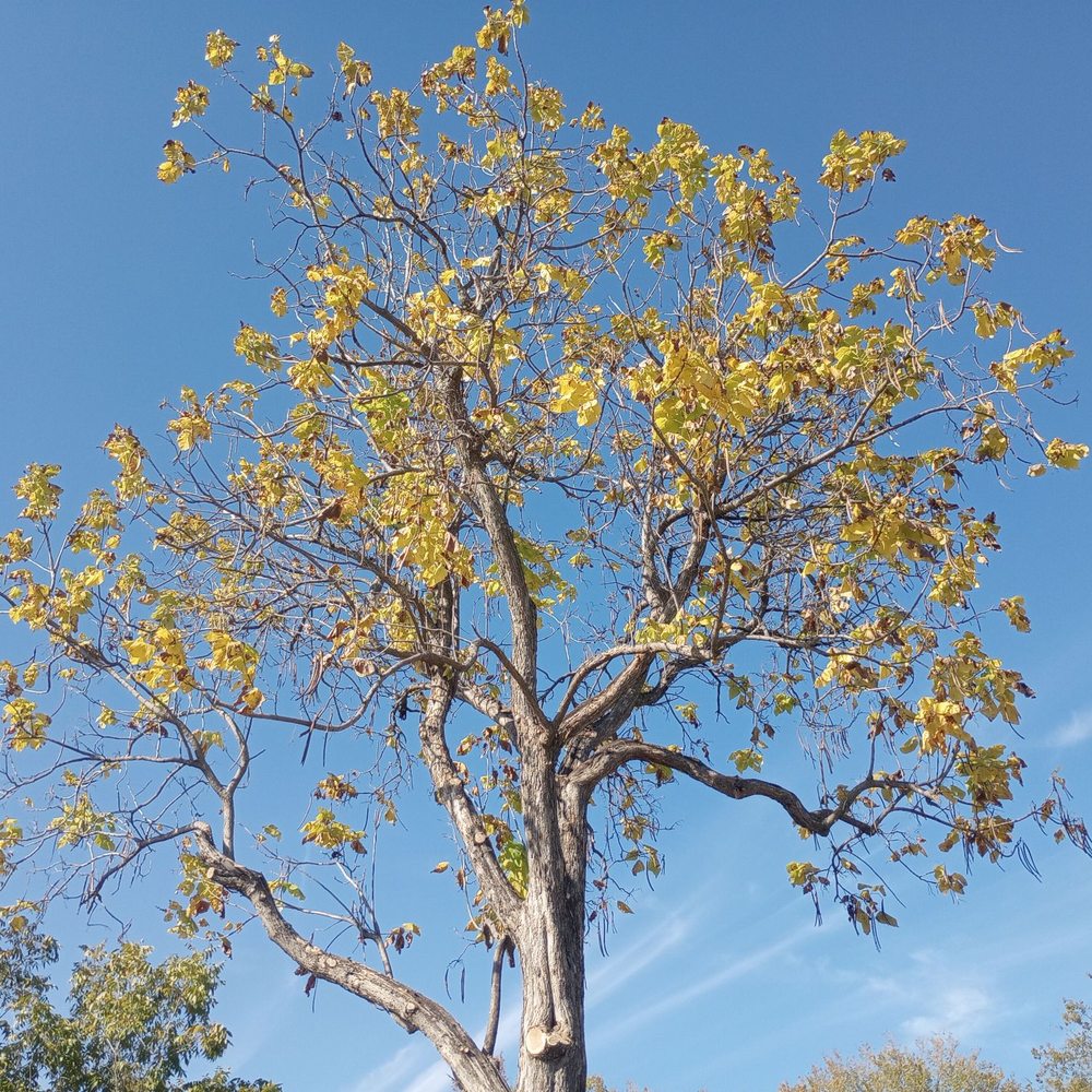 Supreme Tree Service - Catalpa tree (Trimmed) - Tree Services Near Me Supreme Tree Service - Catalpa tree (Trimmed) - Tree Services Near Me