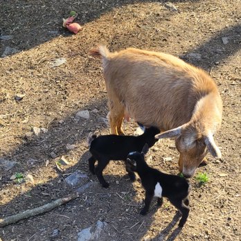 Wits End Farm WV - Pet Breeders Near Me Wits End Farm WV - Pet Breeders Near Me