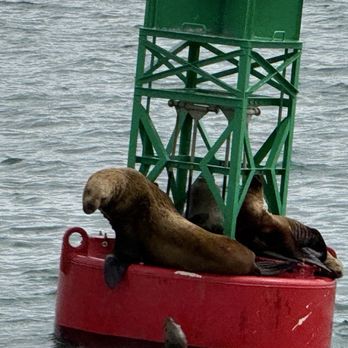Allen Marine Tours - Sea lions sunning - Tours Near Me