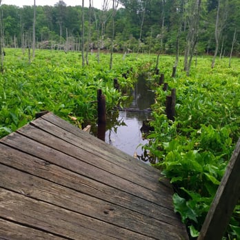 Calvert Cliffs State Park - Parks Near Me