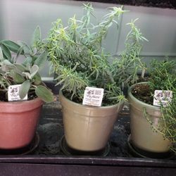Richters Herbs