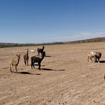 Camel Safari - Miniature horses & Alpaca's - Zoos Near Me - Bunkerville, Nevada
