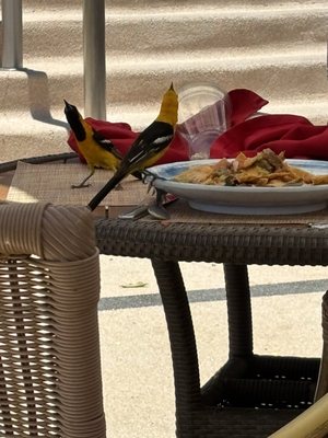 Secrets Puerto Los Cabos Golf & Spa Resort by null