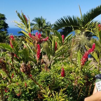 Maui Dragon Fruit Farm - Something ginger - Fruits & Veggies Near Me - Lahaina, Hawaii Maui Dragon Fruit Farm - Something ginger - Fruits & Veggies Near Me - Lahaina, Hawaii