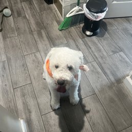 Just got back from the resort Ollie is looking more handsome and spiffy than ever. The staff always does a great job with him.