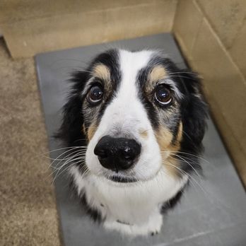 Golden Wood - Pets are cozy & cared for when boarding at Golden Wood. - Pet Sitting Near Me - Fairplay, Maryland