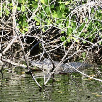 Corey Billie's Airboat Rides - Boat Tours Near Me - Collier, Florida Corey Billie's Airboat Rides - Boat Tours Near Me - Collier, Florida