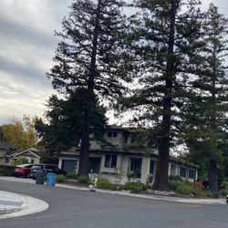 Tall trees