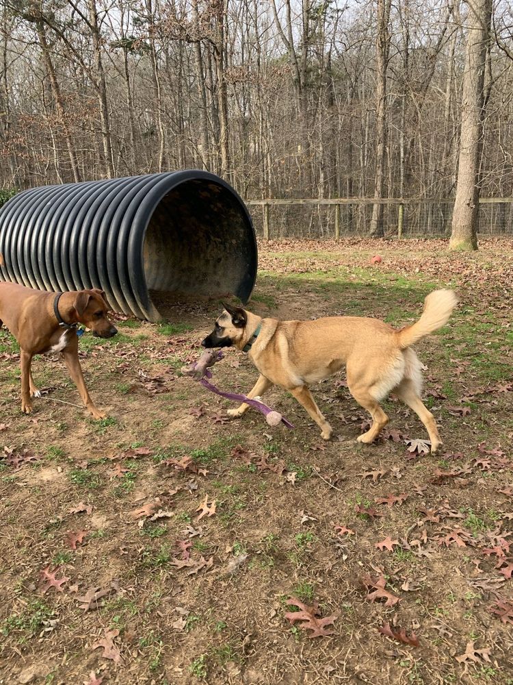 THE CANINE CLIPPER Updated May 2024 124 Burnley Station Pl