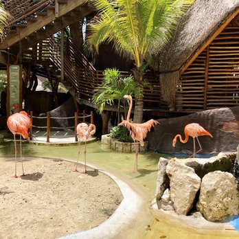 Puerto Costa Maya - Flamingos at the port - VN - Beaches Near Me - Mahahual, ROO