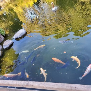 Japanese Gardens - Beautiful Koi Pond - Parks Near Me - San Mateo, California Japanese Gardens - Beautiful Koi Pond - Parks Near Me - San Mateo, California