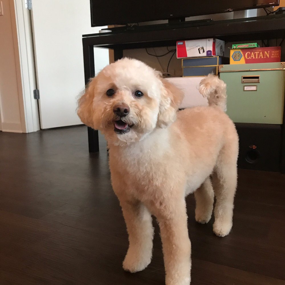 After the first grooming at Spotless - April 2017. They did a great job! After the first grooming at Spotless - April 2017. They did a great job!