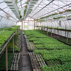Freed's Greenhouse & Nursery