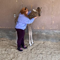 Zootastic Park - My giraffe encounter