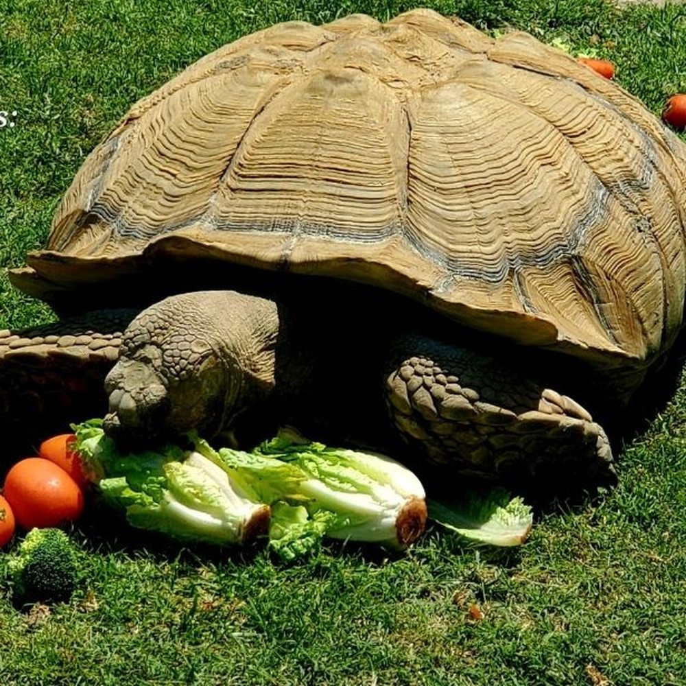 Huckleberry Pond - Tortoise eating brunch. - Huckleberry Pond. Anaheim, CA 2023 - Fishing Near Me - Anaheim, California Huckleberry Pond - Tortoise eating brunch. - Huckleberry Pond. Anaheim, CA 2023 - Fishing Near Me - Anaheim, California