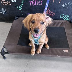 Elated Canine