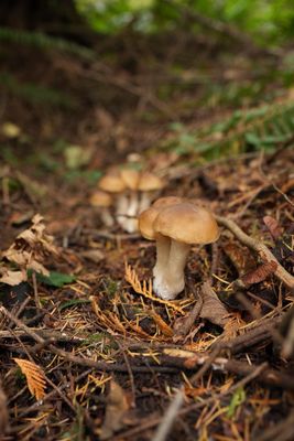 Forage Seattle by null