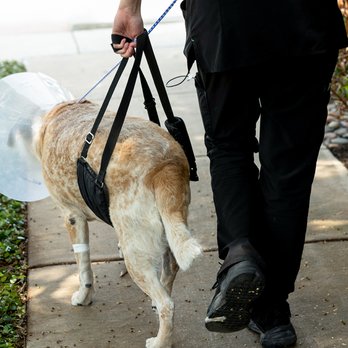 Fort Worth Veterinary Surgical - Walks back to the owner after surgery are the best!!! - Veterinarians Near Me - Fort Worth, Texas Fort Worth Veterinary Surgical - Walks back to the owner after surgery are the best!!! - Veterinarians Near Me - Fort Worth, Texas
