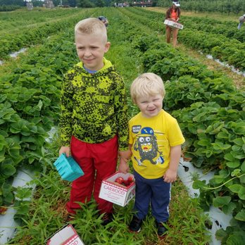 Garwood Orchards - Strawberry fields - Fruits & Veggies Near Me - Laporte, Indiana