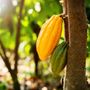 Conversations with Cacao