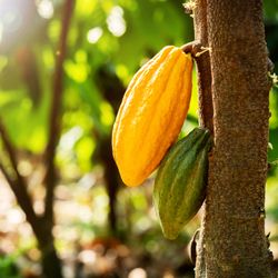 Conversations with Cacao