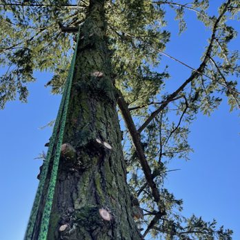 Sanchez Tree Service and Maintenance - Tree removal - Tree Services Near Me Sanchez Tree Service and Maintenance - Tree removal - Tree Services Near Me