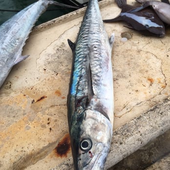 Captain Rick's - King mackerel - Fishing Near Me - Playa del Carmen, ROO