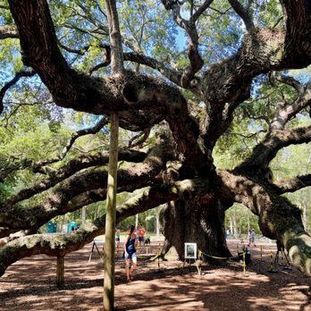 Angel Oak - Angel Oak_Yelp_Sanju-8 - Parks Near Me - Johns Island, South Carolina Angel Oak - Angel Oak_Yelp_Sanju-8 - Parks Near Me - Johns Island, South Carolina